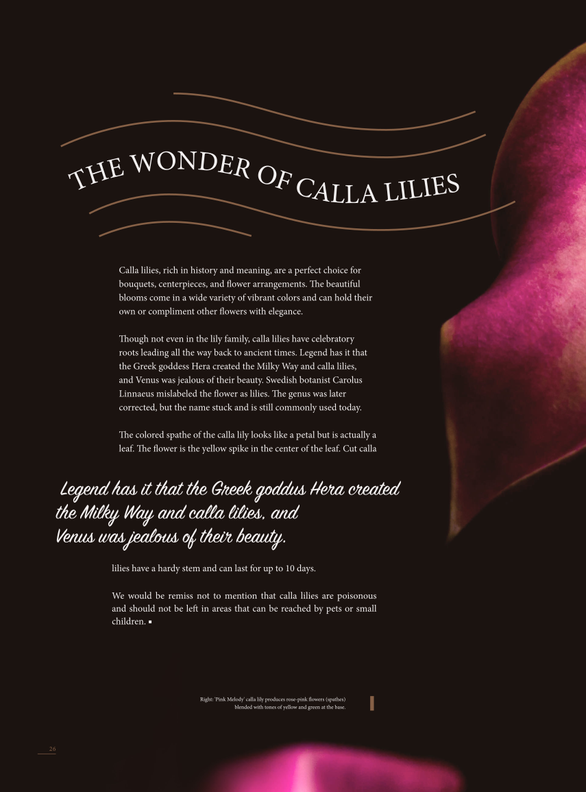 InDesign Magazine Assignment